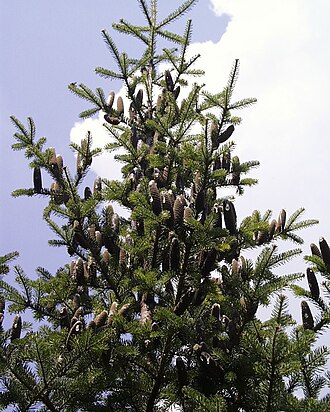 Balsam Fir (Abies balsamea)