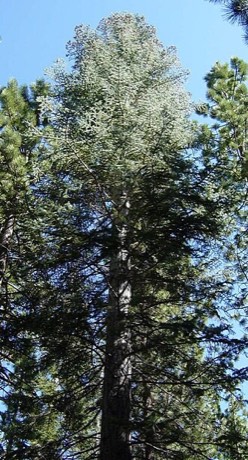 White Fir (Abies concolor)