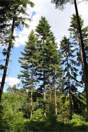 Grand Fir (Abies grandis)