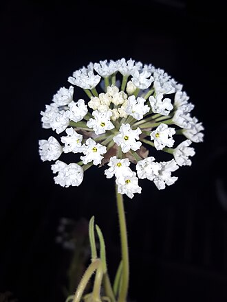 Snowball Sand Verbena (Abronia fragrans)