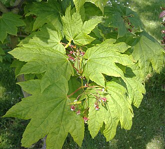 Vine Maple (Acer circinatum)