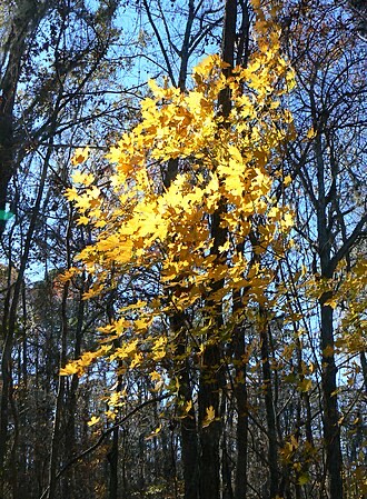 Florida Maple (Acer floridanum)