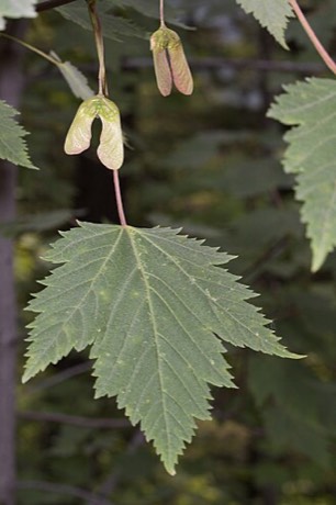 Rocky Mountain Maple (Acer glabrum)