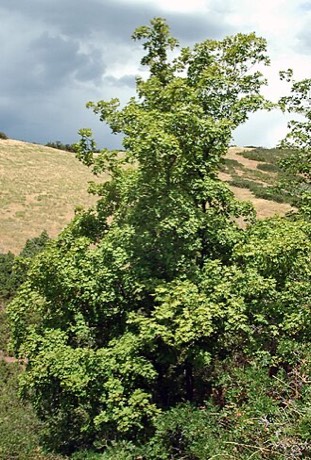 Bigtooth Maple (Acer grandidentatum)