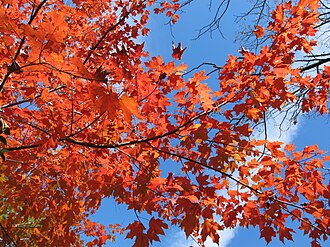 Chalk Maple (Acer leucoderme)