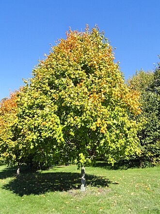 Black Maple (Acer nigrum)
