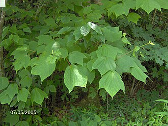 Striped Maple (Acer pensylvanicum)