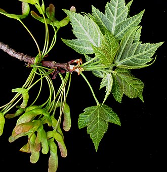 Red Maple (Acer rubrum)