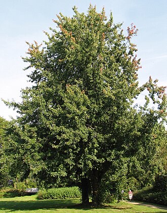 Silver Maple (Acer saccharinum)
