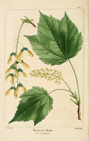 Mountain Maple (Acer spicatum)