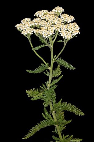 Common Yarrow (Achillea millefolium)