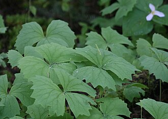 Vanilla Leaf (Achlys triphylla)