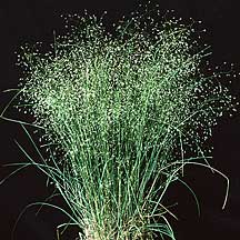 Indian Ricegrass (Achnatherum hymenoides)