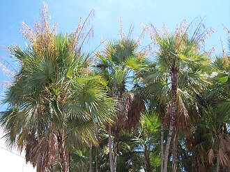 Everglades Palm (Acoelorraphe wrightii)