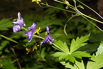 Columbian Monkshood (Aconitum columbianum)
