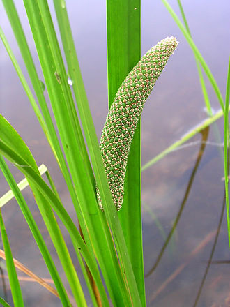 Sweetflag (Acorus americanus)
