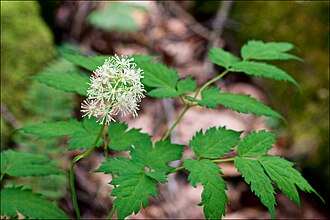 Doll's Eyes (Actaea pachypoda)