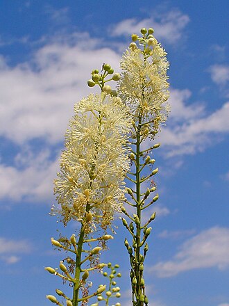 Black Cohosh (Actaea racemosa)