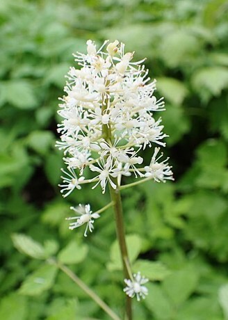 Red Baneberry (Actaea rubra)