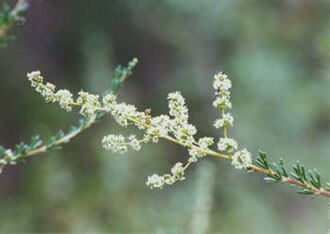 Chamise (Adenostoma fasciculatum)