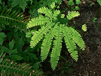 Western Maidenhair Fern (Adiantum aleuticum)