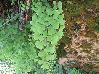 Southern Maidenhair Fern (Adiantum capillus-veneris)