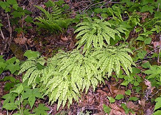 Northern Maidenhair Fern (Adiantum pedatum)
