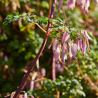 Climbing Fumitory (Adlumia fungosa)
