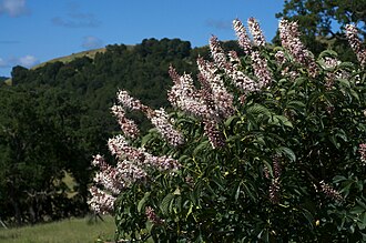 California Buckeye (Aesculus californica)