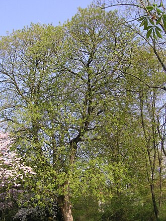 Yellow Buckeye (Aesculus flava)