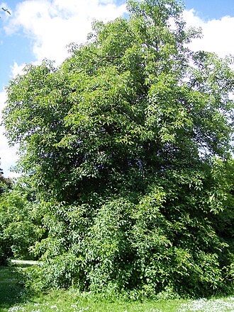 Ohio Buckeye (Aesculus glabra)