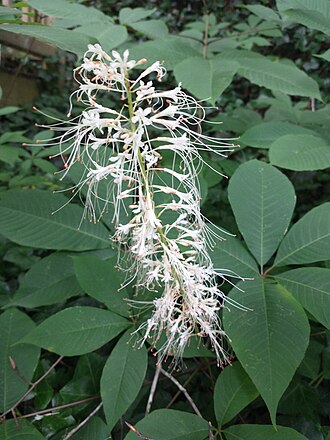 Bottlebrush Buckeye (Aesculus parviflora)