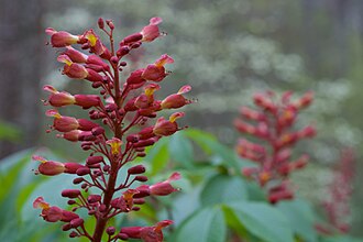 Red Buckeye (Aesculus pavia)