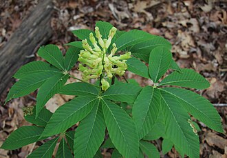 Painted Buckeye (Aesculus sylvatica)