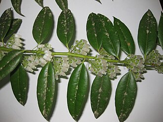 Florida Hobblebush (Agarista populifolia)