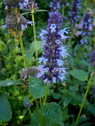 Anise Hyssop (Agastache foeniculum)