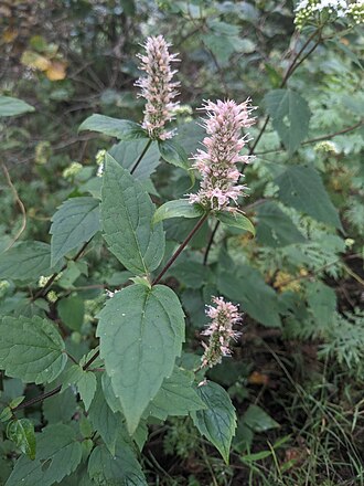 Purple Giant Hyssop (Agastache scrophulariifolia)