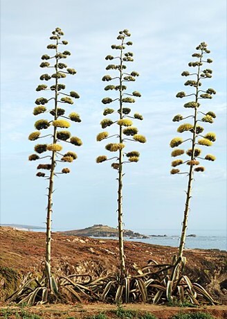 Century Plant (Agave americana)