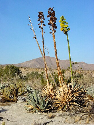 Desert Agave (Agave deserti)