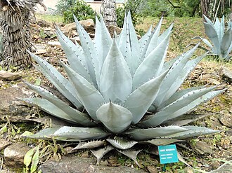 Havard Agave (Agave havardiana)