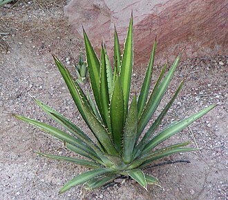 Lechuguilla (Agave lechuguilla)