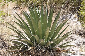 Palmer's Agave (Agave palmeri)