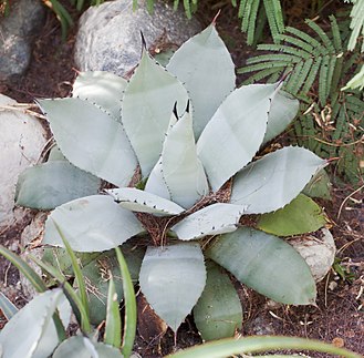 Parry's Agave (Agave parryi)