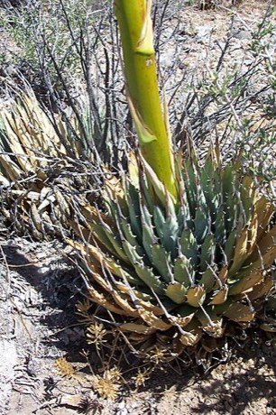 Utah Agave (Agave utahensis)