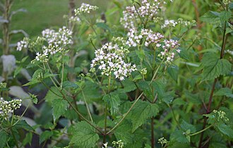 White Snakeroot (Ageratina altissima)