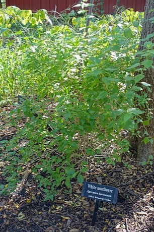White Mistflower (Ageratina havanensis)