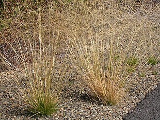 Rough Bentgrass (Agrostis scabra)