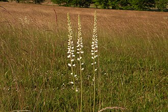 White Colicroot (Aletris farinosa)