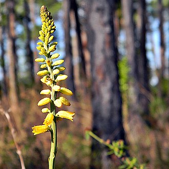 Yellow Colicroot (Aletris lutea)