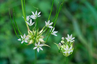 Wild Garlic (Allium canadense)
